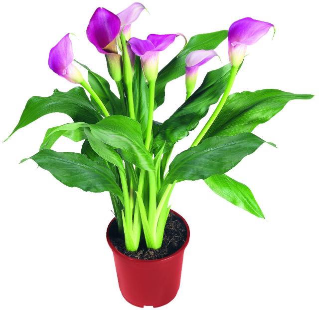 Calla