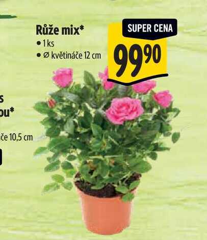  Růže mix, pr. květináče 12 cm 