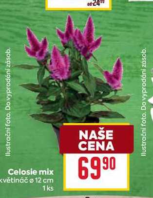 Celosie mix 1ks