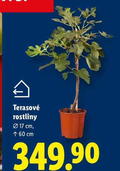 Terasové rostliny