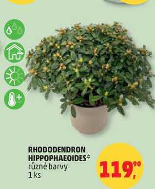 RHODODENDRON HIPPOPHAEOIDES různé barvy, 1 ks 