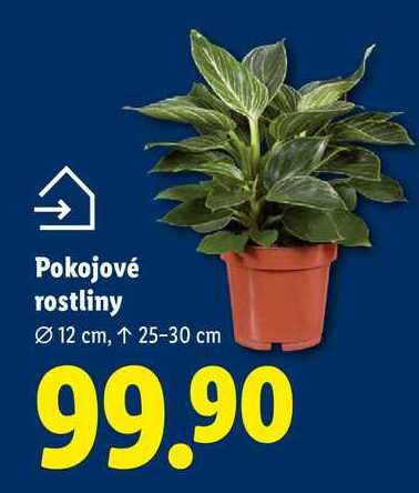 Pokojové rostliny