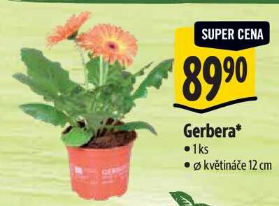 Gerbera*, 1ks