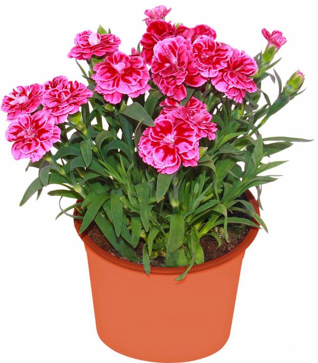 Karafiát Dianthus