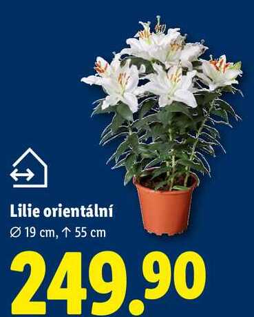Lilie orientální, 19 cm