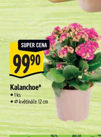 Kalanchoe, pr. květináče 12 cm