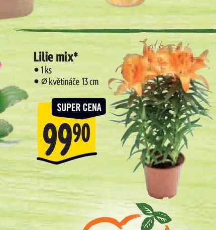 Lilie mix, pr. květináče 13 cm