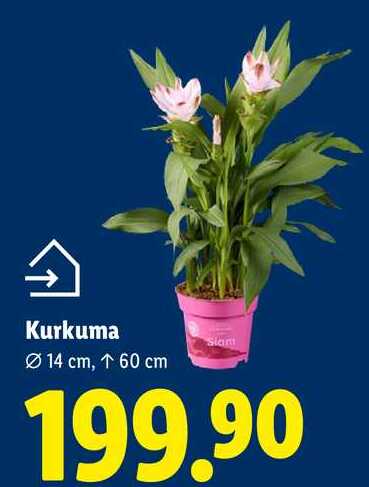 Kurkuma