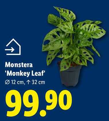 Monstera 'Monkey Leaf'
