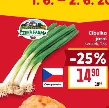 Cibulka jarní svazek, 1 ks