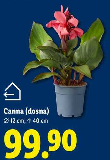 Canna (dosna)