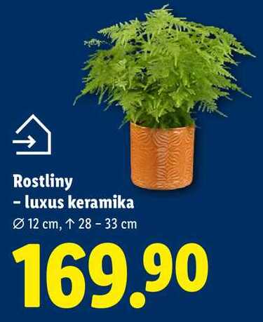 Rostliny - luxus keramika