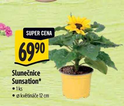 Slunečnice Sunsation, pr. větináče 12 cm