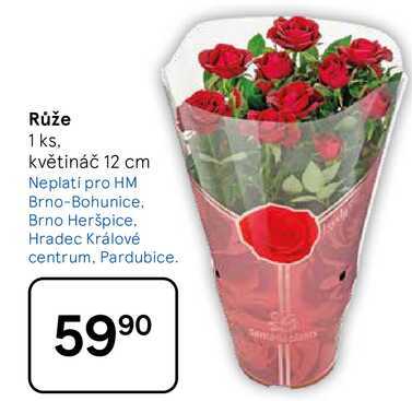 Růže, 1 ks, květináč 12 cm  