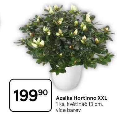 Azalka Hortinno XXL, 1 ks, květináč 13 cm