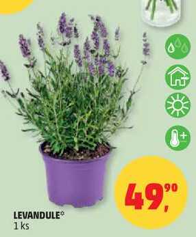 LEVANDULE, 1 ks