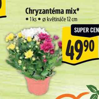 Chryzantéma mix*,  1 ks