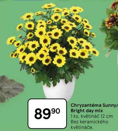 Chryzantéma Sunny/ Bright day mix, 1 ks. květináč 12 cm Bez keramického květináče