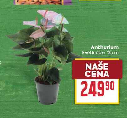 Anthurium květináč ø 12 cm