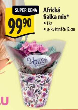 Africká fialka mix