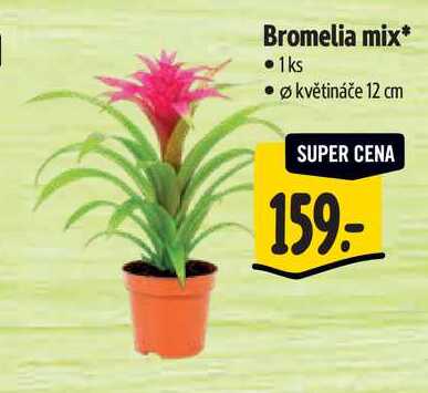 Bromelia mix